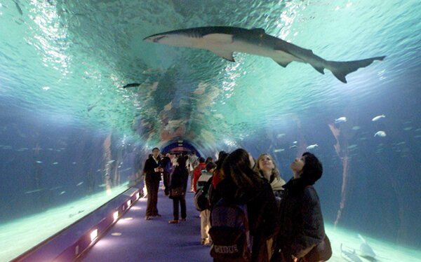 El túnel del L’Oceanografic El túnel del L’Oceanografic