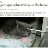 Un gato sobrevivió a un flechazo en la cabeza